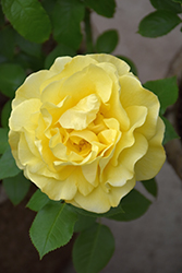 Happy Go Lucky Rose (Rosa 'WEKsirjuci') at Echter's Nursery & Garden Center