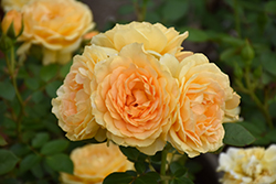 Edith's Darling Rose (Rosa 'WEKaltjuchi') at Echter's Nursery & Garden Center