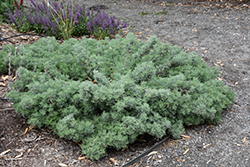 Sea Foam Sage (Artemisia versicolor 'Sea Foam') at Echter's Nursery & Garden Center
