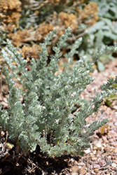 Prairie Sagebrush (Artemisia frigida) at Echter's Nursery & Garden Center