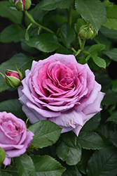 Sweet Madame Blue Rose (Rosa 'WEKwibscryper') at Echter's Nursery & Garden Center