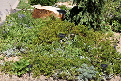Hybrid Colorado Manzanita (Arctostaphylos x coloradensis) at Echter's Nursery & Garden Center