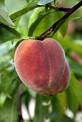 Contender Peach (Prunus persica 'Contender') at Echter's Nursery & Garden Center