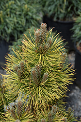 Winter Sun Mugo Pine (Pinus mugo 'Wintersonne') at Echter's Nursery & Garden Center