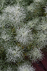 Sea Foam Sage (Artemisia versicolor 'Sea Foam') at Echter's Nursery & Garden Center