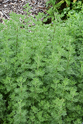 Leprechaun Southernwood (Artemisia abrotanum 'Leprechaun') at Echter's Nursery & Garden Center