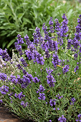 Wee One Lavender (Lavandula angustifolia 'Wee One') at Echter's Nursery & Garden Center