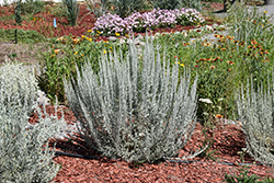 Prairie Sagebrush (Artemisia frigida) at Echter's Nursery & Garden Center