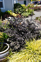 Black Negligee Bugbane (Actaea racemosa 'Black Negligee') at Echter's Nursery & Garden Center